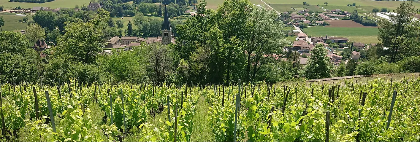 Photo de la vue depuis le domaine de la pouponne, au milieu des vignes