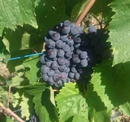 Photo d'une grappe de raisin sur un plan de vigne