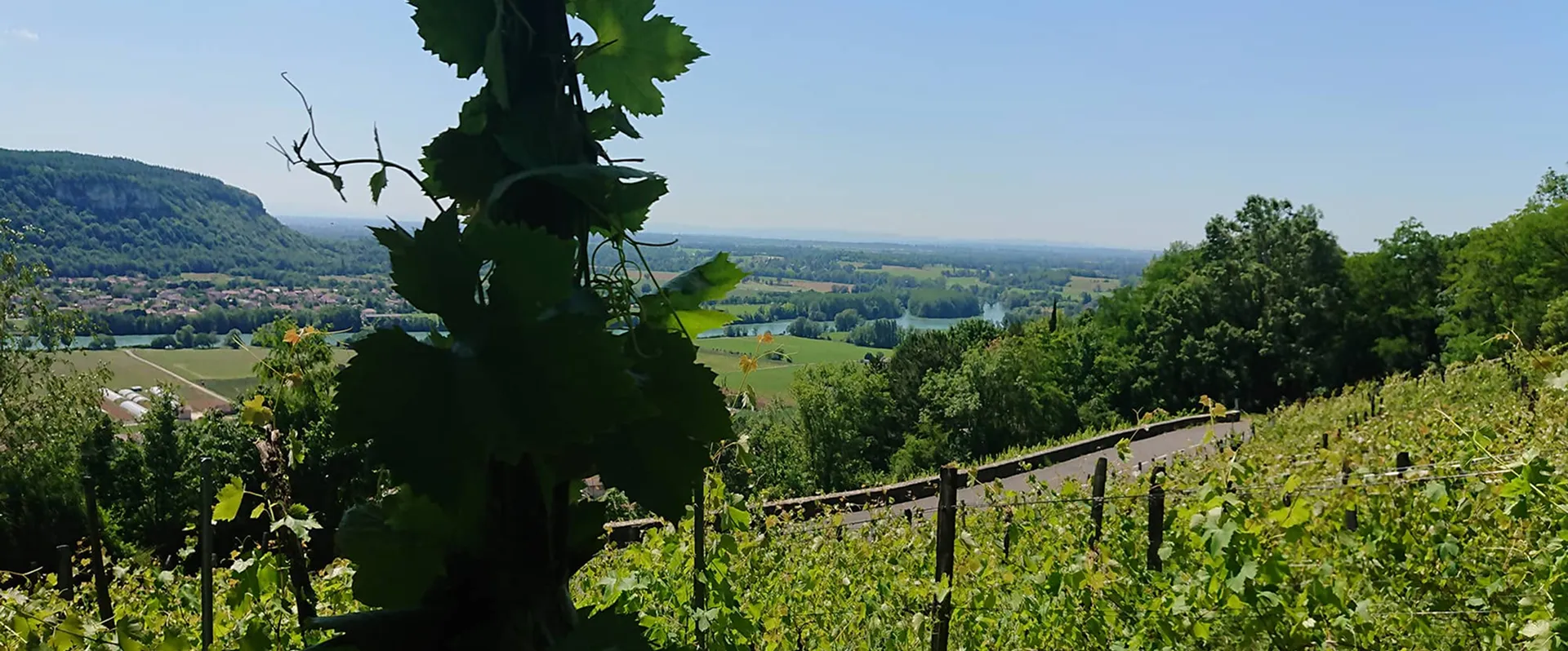 Photo de la vue depuis le domaine de la pouponne, au milieu des vignes