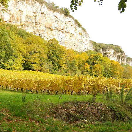 Photo d'une falaise avec à son pied des vignes